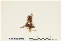 藏品(曲柄苔屬)的圖片